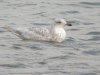 Herring Gull at Wat Tyler Country Park (Steve Arlow) (86996 bytes) Herring Gull at Wat Tyler Country Park (Steve Arlow) (86996 bytes)